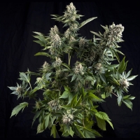 Auto White Widow Feminised Cannabis Seeds | Pyramid Seeds