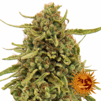 Widow Remedy Regular Cannabis Seeds | Barney's Farm