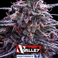 Z Valley Feminised Cannabis Seeds | Positronics