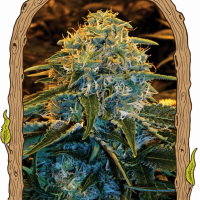 Z&Z Feminised Cannabis Seeds | Exotic Seeds
