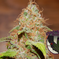Zkittlez Regular Cannabis Seeds | Purple Caper Seeds
