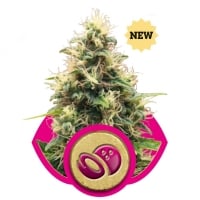 Somango XL Feminised Cannabis Seeds | Royal Queen Seeds
