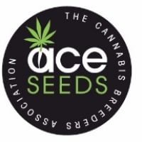 Green Haze x Malawi Regular Cannabis Seeds | Ace Seeds