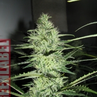 Ace Silver Haze (Formerly Super Silver Haze) Feminised Cannabis Seeds | GreenLabel Seeds