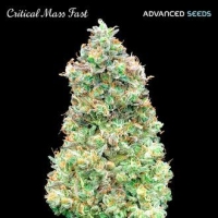 Critical Mass Fast Feminised Cannabis Seeds | Advanced Seeds 