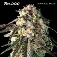 Fire Dog Feminised Cannabis Seeds | Advanced Seeds 