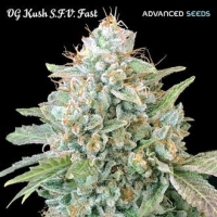 OG Kush SFV Fast Feminised Cannabis Seeds | Advanced Seeds 