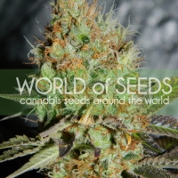 Afghan Kush Special Cannabis Seeds | Discount Cannabis Seeds