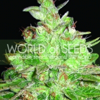 Afghan Kush x Black Domina Feminised Cannabis Seeds | Discount Cannabis Seeds