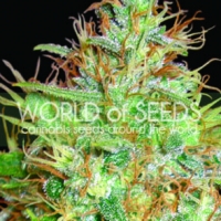 Afghan Kush x Skunk Feminised Cannabis Seeds | World of Seeds