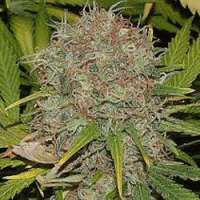 AK48 Automatic Feminised Cannabis Seeds | Sagarmatha Seeds