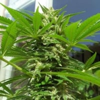  AK 48 Feminised Cannabis Seeds | Nirvana