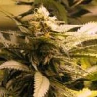 AK48 Regular Cannabis Seeds | Nirvana