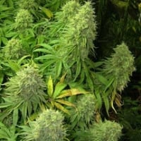 Ambrosia Regular Cannabis Seeds