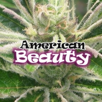 American Beauty Feminised Cannabis Seeds | Dr Underground