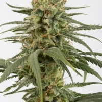 Amnesia CBD Feminised Cannabis Seeds | Dinafem Seeds