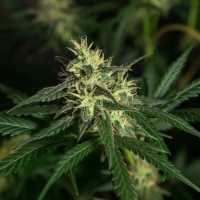 Amnesia Feminised Cannabis Seeds | GreenLabel Seeds