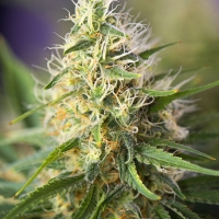 Amnesia Haze Feminised Cannabis Seeds - Power Strains