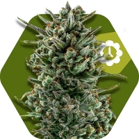 Amnesia Haze XL Auto Feminised Cannabis Seeds | Zambeza Seeds