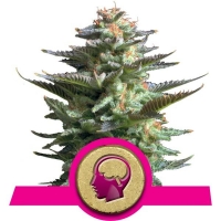 Amnesia Haze Feminised Cannabis Seeds | Royal Queen Seeds