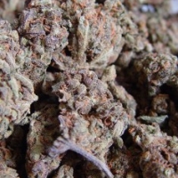 Amnesia Haze Regular Cannabis Seeds | Soma Seeds