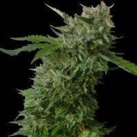 Amnesia VIP Feminised Cannabis Seeds | VIP Seeds
