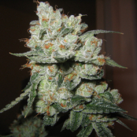 Chuck Berry Regular Cannabis Seeds | Apothecary Genetics Seeds