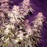 Orange Fizz Regular Cannabis Seeds | Apothecary Genetics Seeds