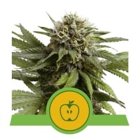 Apple Fritter Automatic Feminised Cannabis Seeds | Royal Queen Seeds
