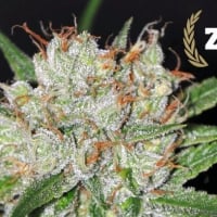 Zilvermist Regular Cannabis Seeds | Allstar Genetics