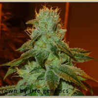 Gage Green Aspirare Cannabis Seeds