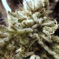 Aurora Indica Regular Cannabis Seeds | Nirvana
