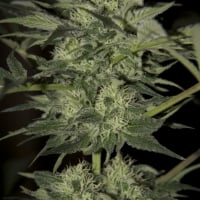 Auto Blue Feminised Cannabis Seeds | Seedsman