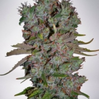 Auto Blueberry Domina Feminised Cannabis Seeds | Ministry of Cannabis