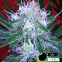 Bomb Seeds Auto Bomb Feminised Cannabis Seeds For Sale