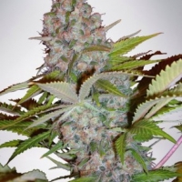 Auto Cheese NL Feminised Cannabis Seeds | Ministry of Cannabis