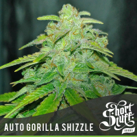 Auto Gorilla Shizzle Feminised Cannabis Seed | Short Stuff Seeds