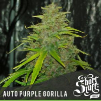 Auto Purple Gorilla Feminised Cannabis Seed | Short Stuff Seeds 