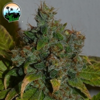 Strawberry Gelato Auto Feminised Cannabis Seeds - Cali Weed