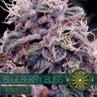 Blueberry Bliss Auto Feminised Cannabis Seeds | Vision Seeds