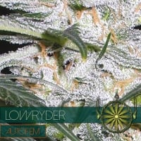 Lowryder Auto Feminised Cannabis Seeds | Vision Seeds