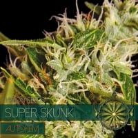 Super Skunk Auto Feminised Cannabis Seeds | Vision Seeds
