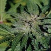 Bahia Blackhead Feminised Cannabis Seeds | KC Brains Seeds 