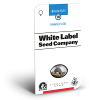 American Line Banana Kush Feminised Cannabis Seeds | White Label Seed Company
