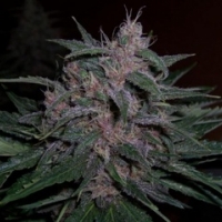 BC Blueberry Regular Cannabis Seeds | BC Bud Depot