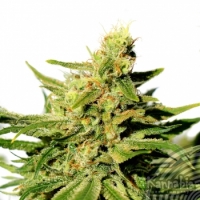 BCN Diesel CBD Feminised Cannabis Seeds