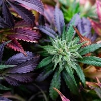 Sleep Well Feminised Cannabis Seeds - Power Strains