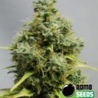 Bomb Seeds Big Bomb Regular Cannabis Seeds (10 Regular) For Sale