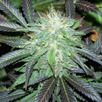 Black Buddha Feminised Cannabis Seeds | Sagarmatha Seeds