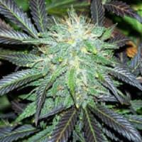 Black Domina Auto Feminised Cannabis Seeds | Sagarmatha Seeds